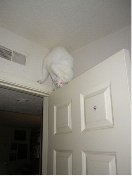 Content Image