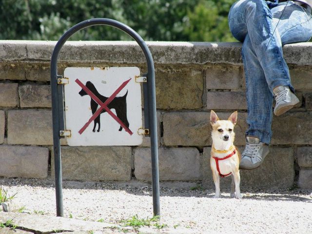Content Image