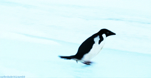 Adorable Penguin Gifs