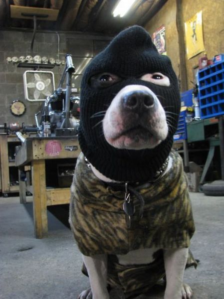 Daily Picdump