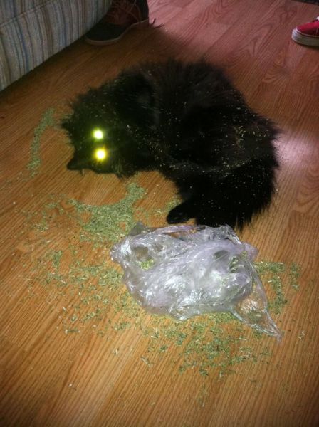 Morning Picdump