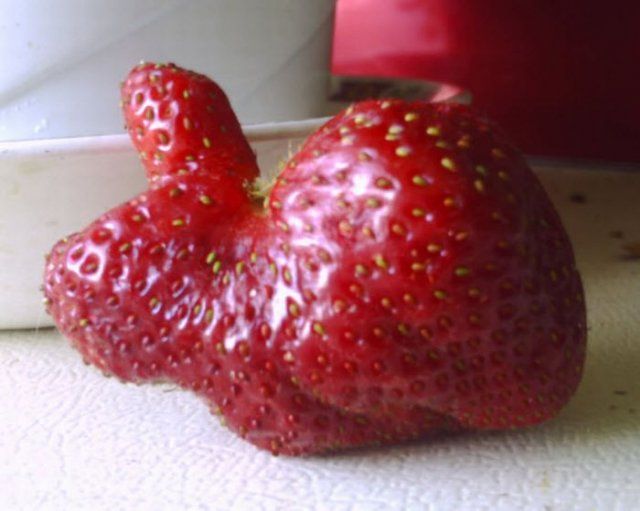 Content Image