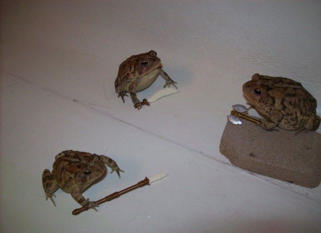 Content Image