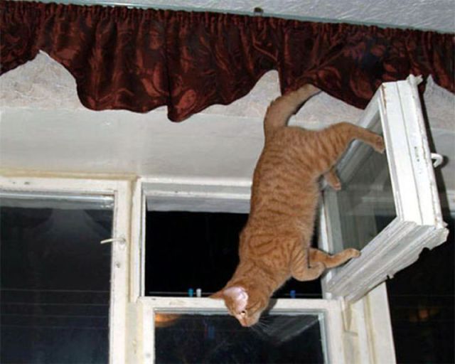 Morning Picdump