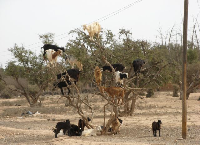 Africa Is Unique