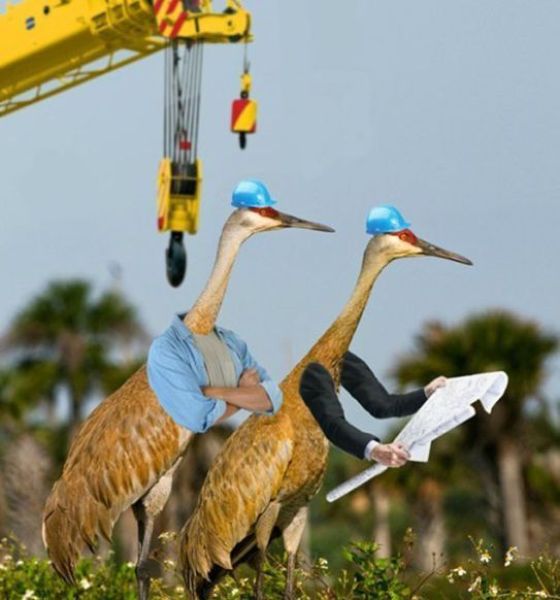 Content Image