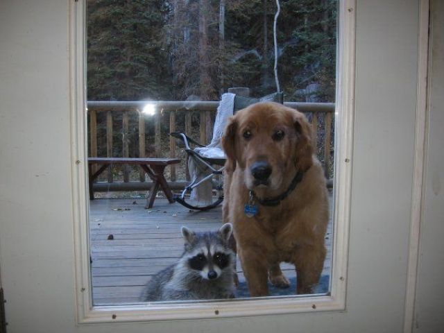 Content Image