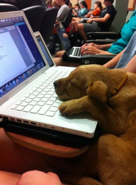 Daily Picdump