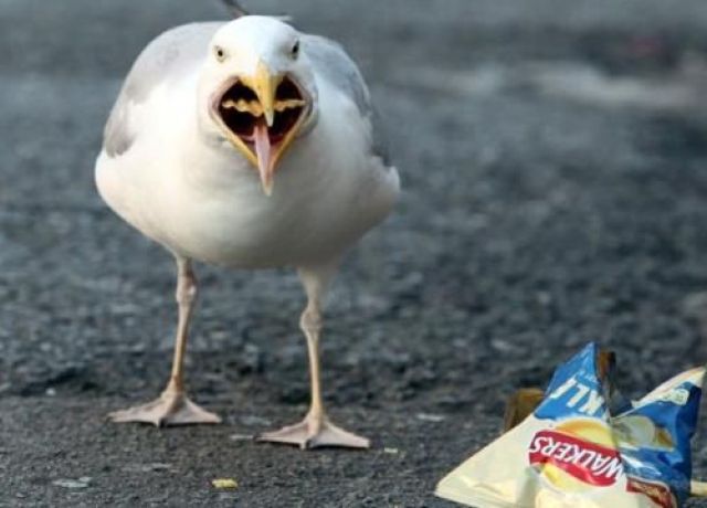 Morning Picdump
