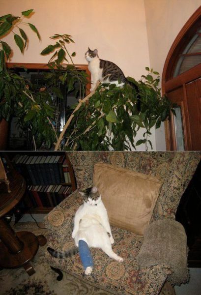 Content Image