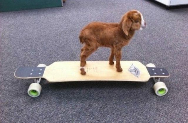 Morning Picdump
