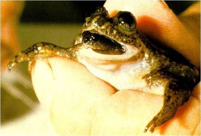 Animals That Are Recently Extinct