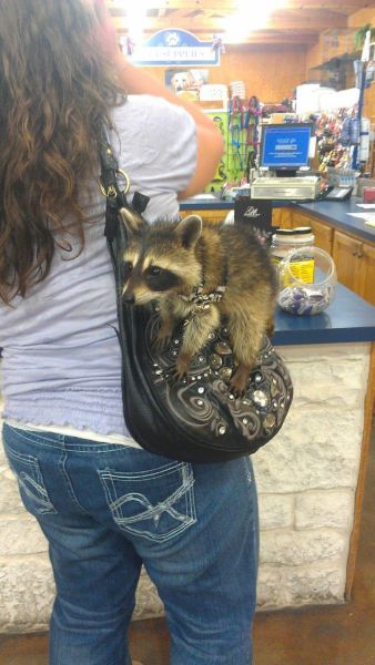Content Image