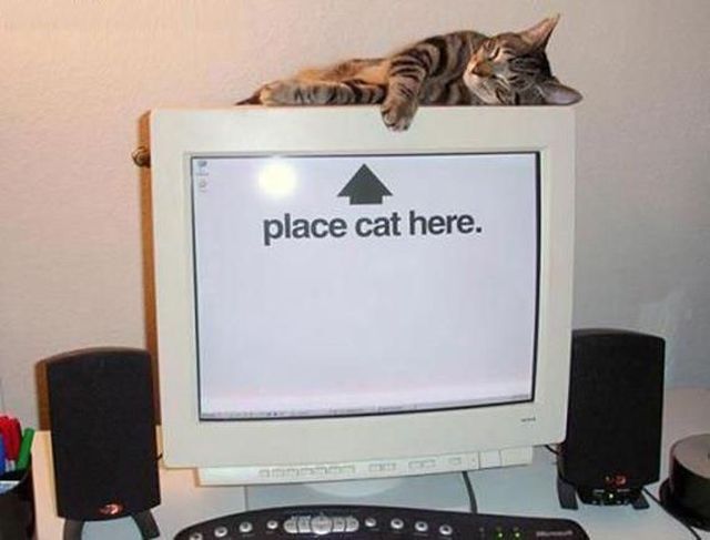 Content Image