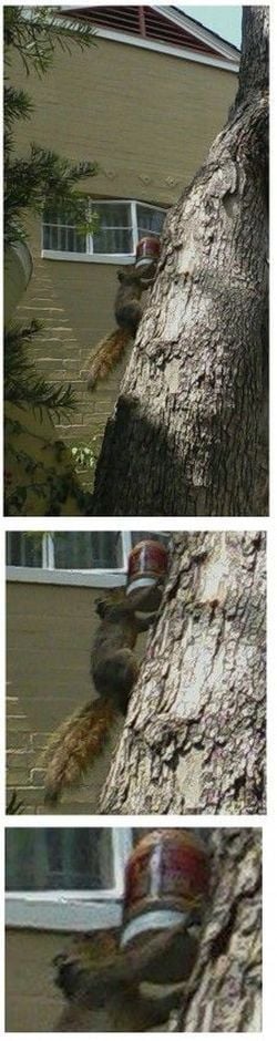 Content Image