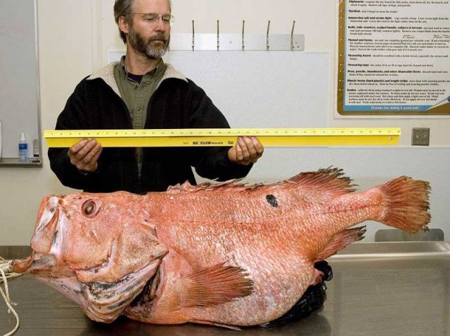 Content Image