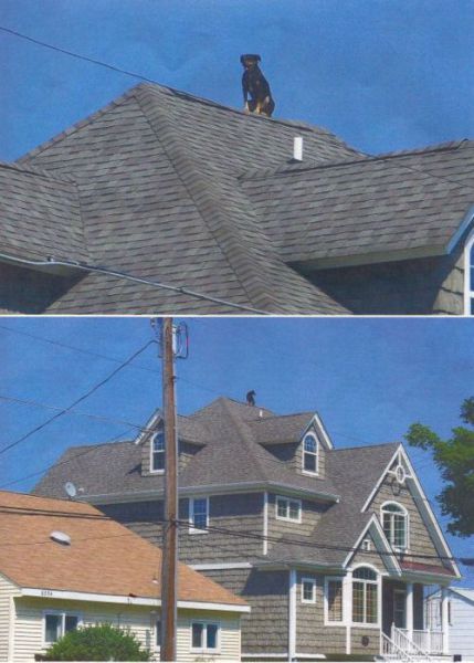 Content Image