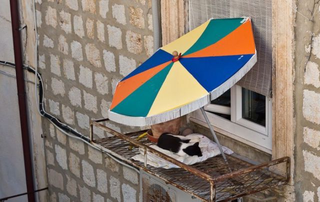 Daily Picdump