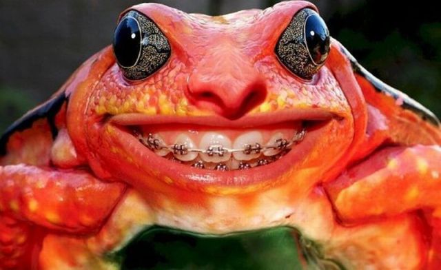 Content Image