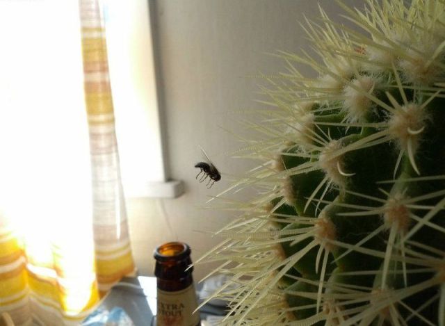 Content Image