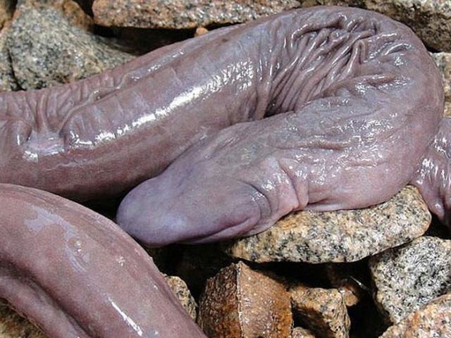 Try to Guess What It Is