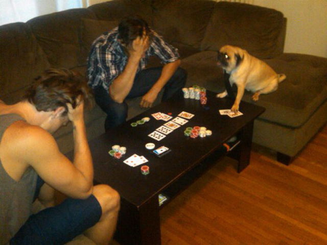 That Is One Hell of a Pug