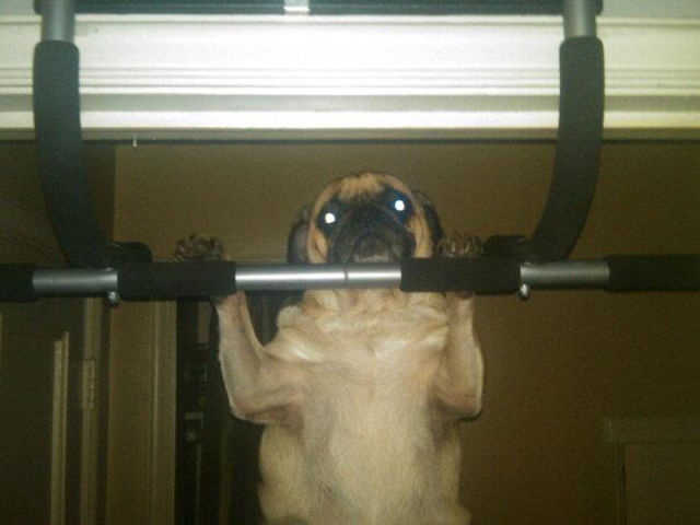 That Is One Hell of a Pug