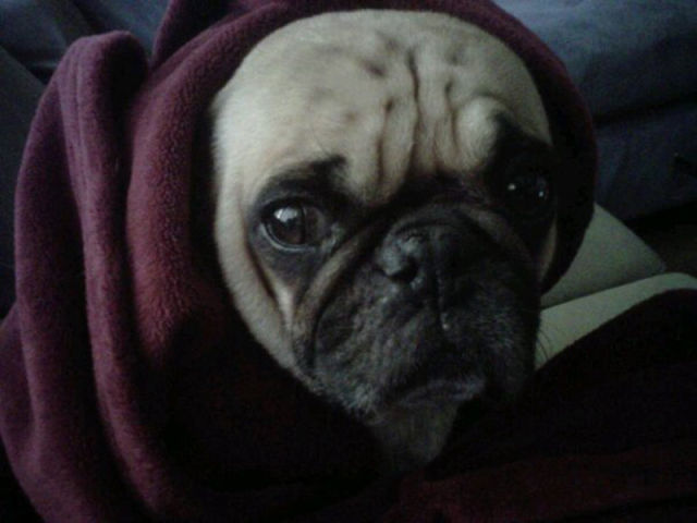 That Is One Hell of a Pug