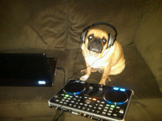 That Is One Hell of a Pug