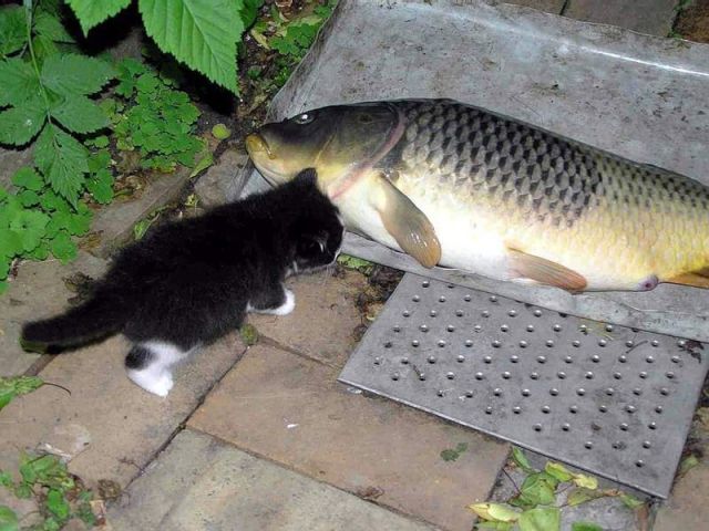 Daily Picdump [WEEKEND EDITION]