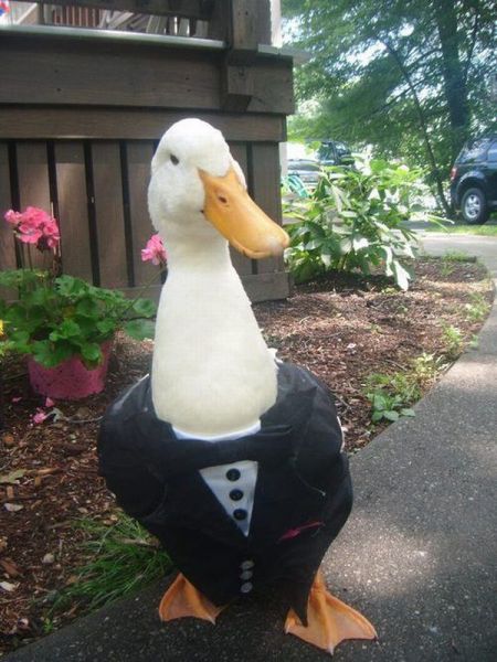 Content Image