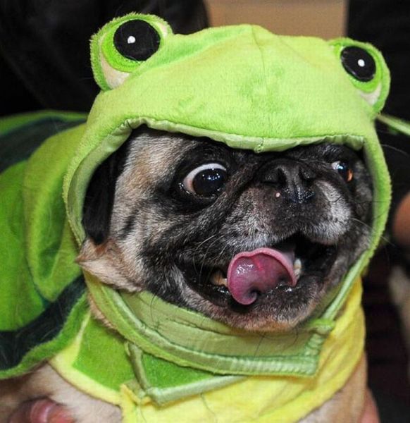 Content Image