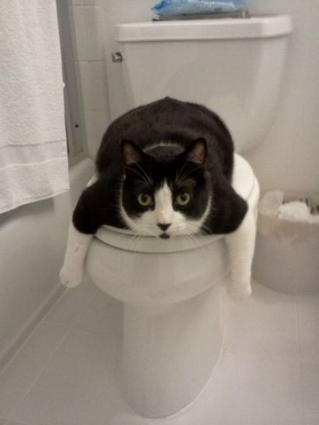 Content Image