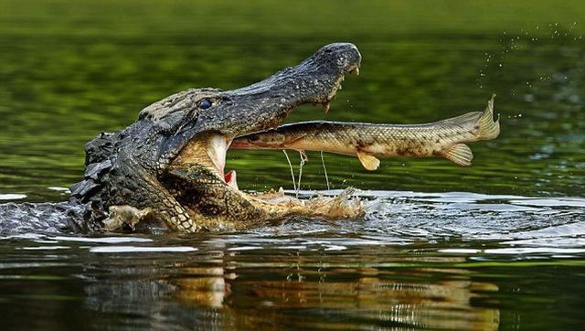 Daily Picdump