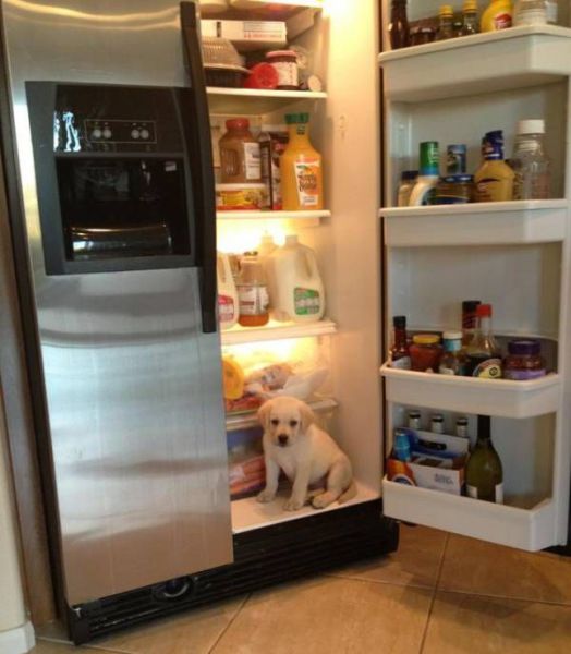 Content Image