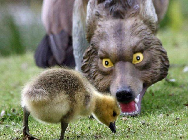 Content Image