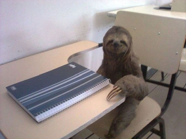 Funny Animals That Are Hungry for Knowledge