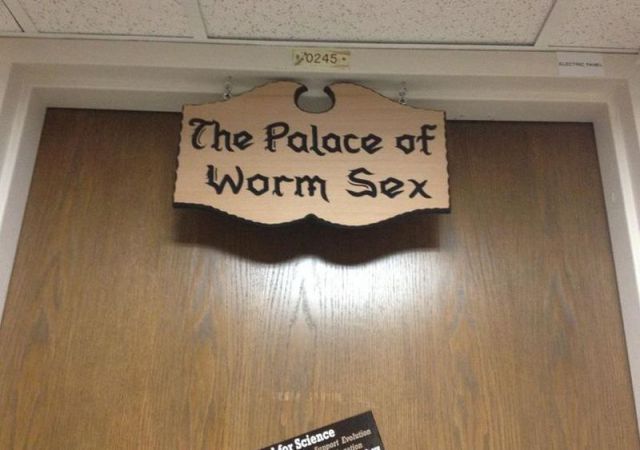 Content Image