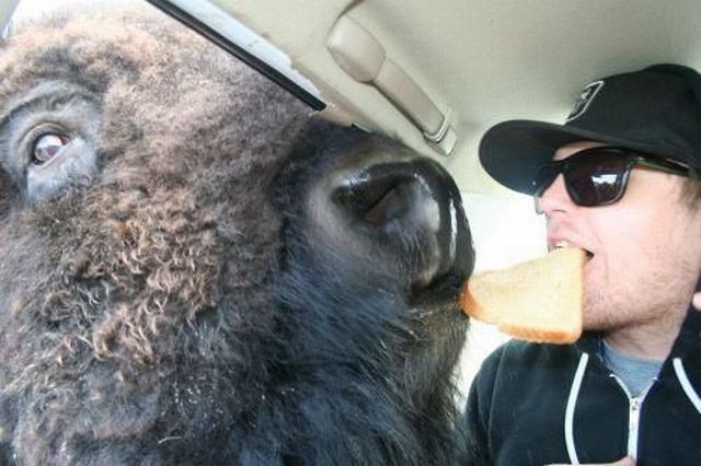 Content Image