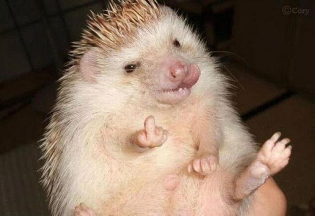 Content Image