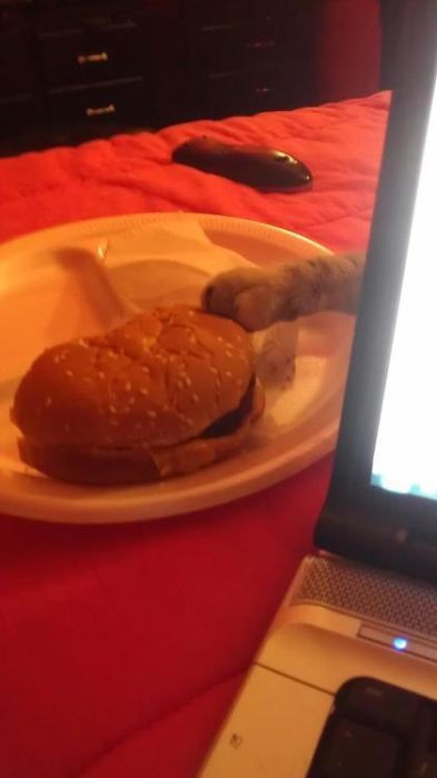 Content Image