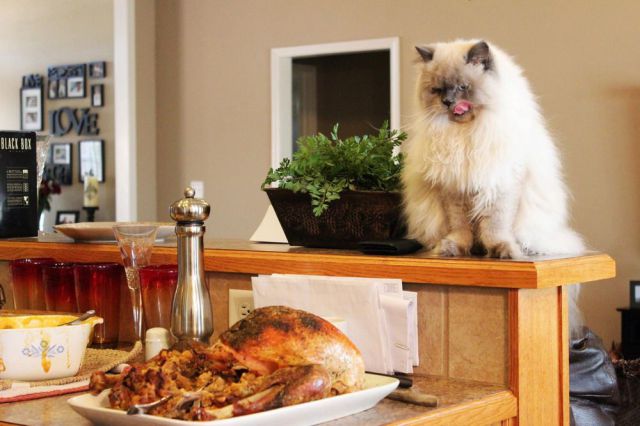 Daily Picdump [WEEKEND EDITION]