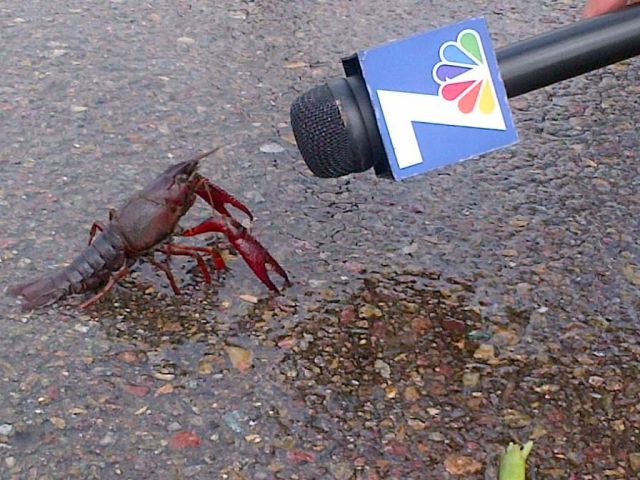Content Image