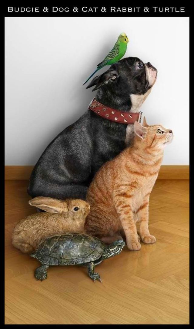 Adorable Animal Friendships