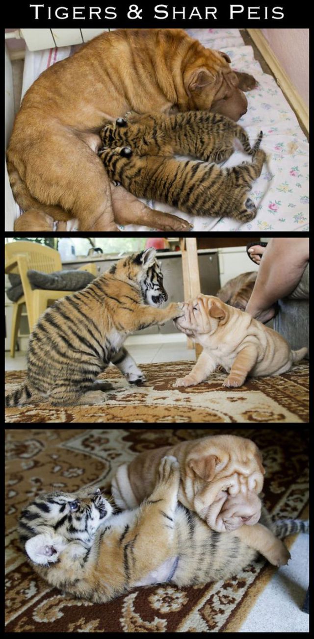 Adorable Animal Friendships
