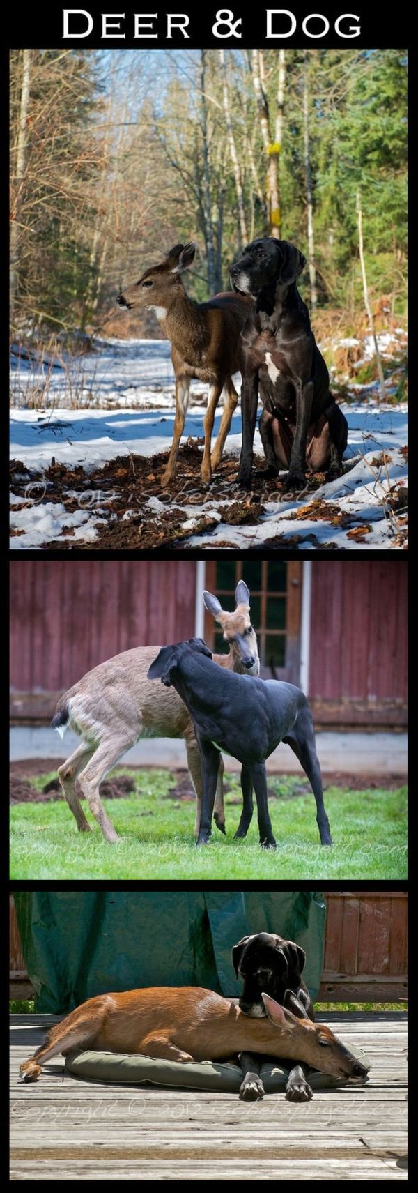 Adorable Animal Friendships