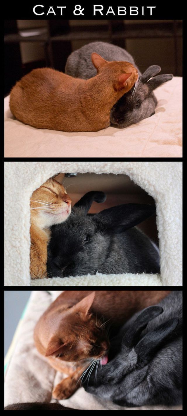 Adorable Animal Friendships