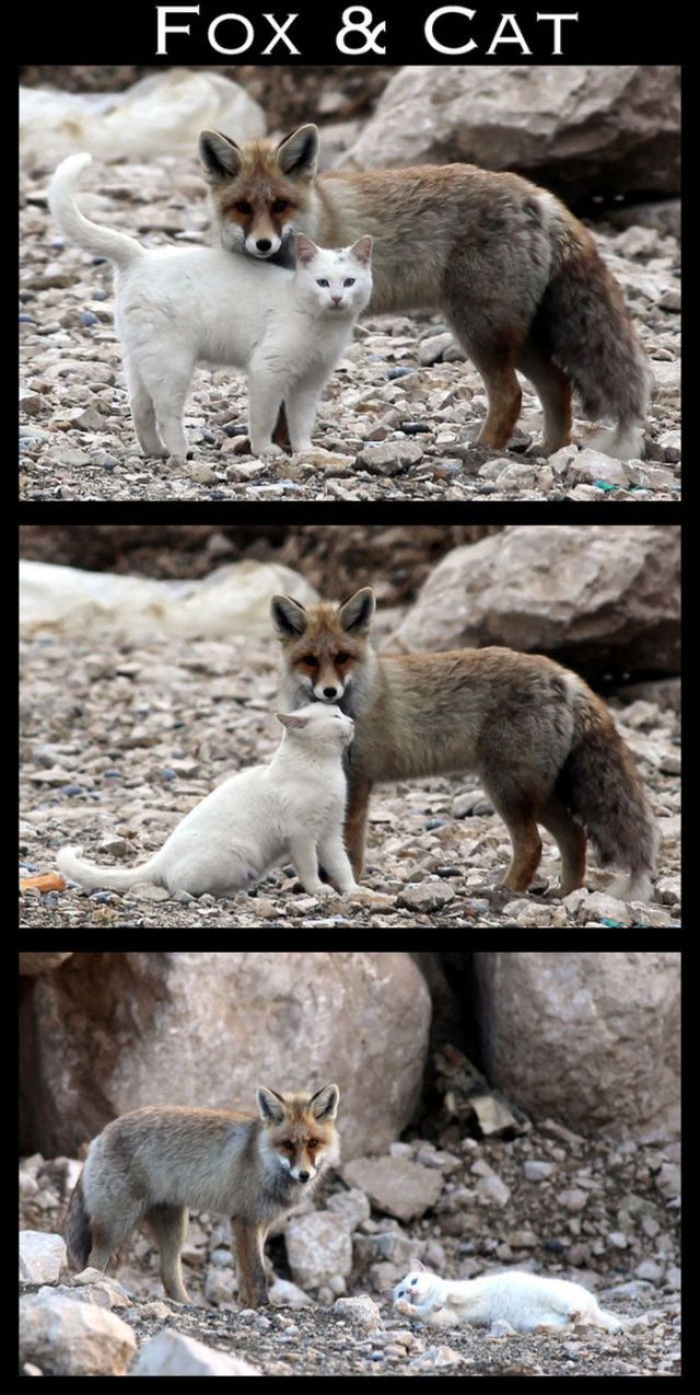 Adorable Animal Friendships