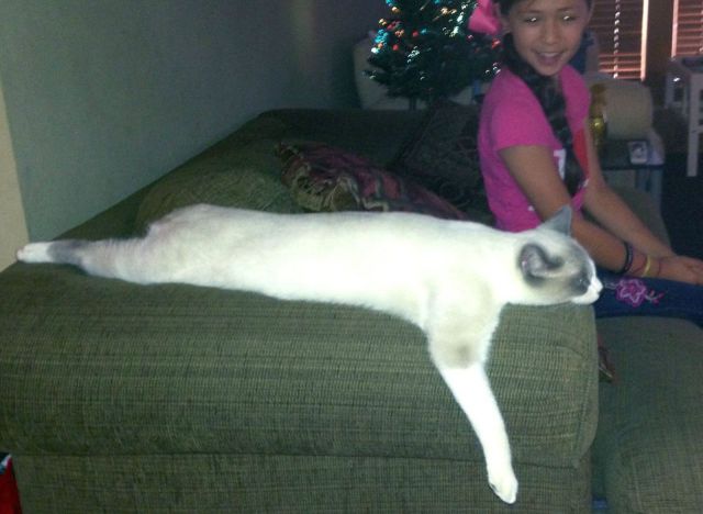 Content Image