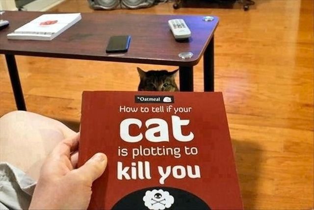 Morning Picdump